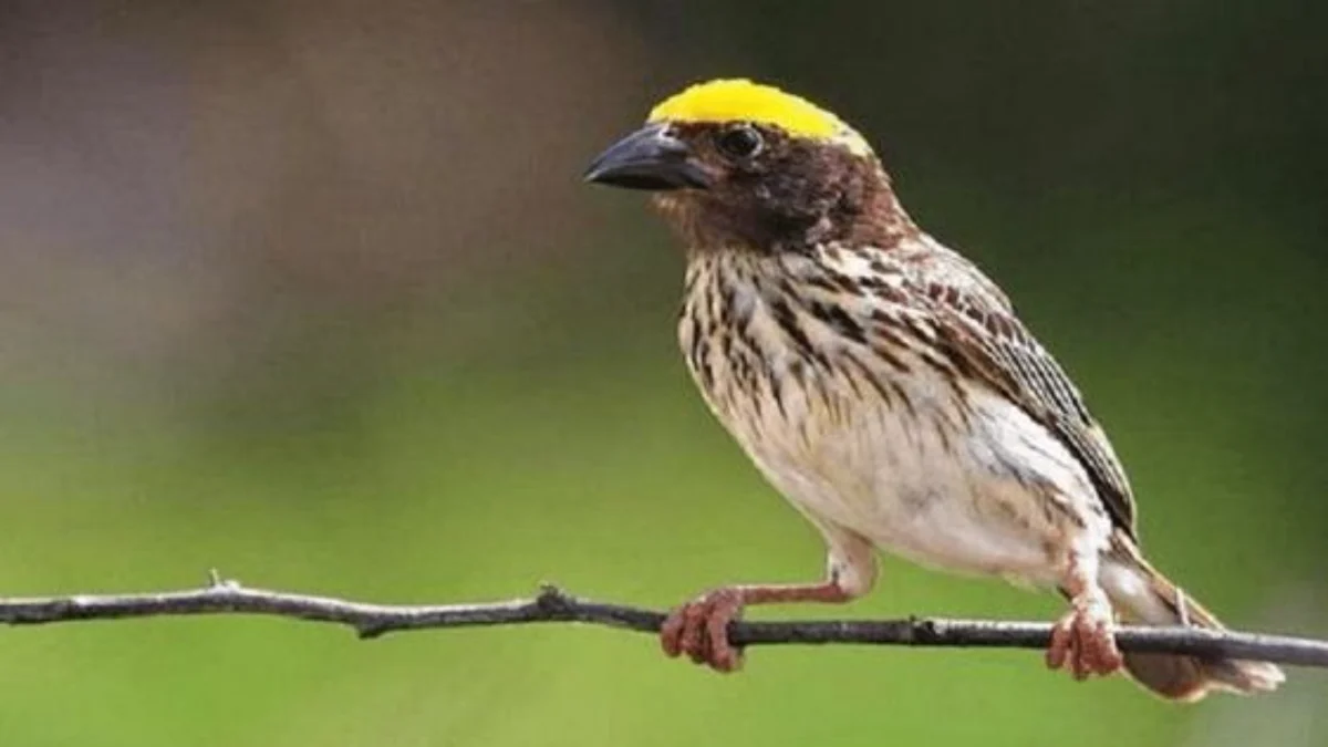 Pakan Burung Manyar Anakan yang Tepat untuk Pertumbuhan yang Optimal