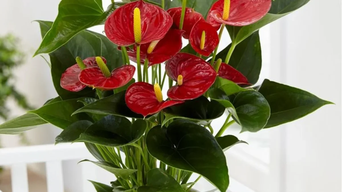 Alasan Dibalik Keindahan Tanaman Anthurium yang Memiliki Harga Tinggi