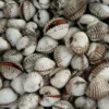 Takut Keracunan Kerang? Tenang, Ada 7 Jenis Kerang Laut yang Aman untuk Dinikmati