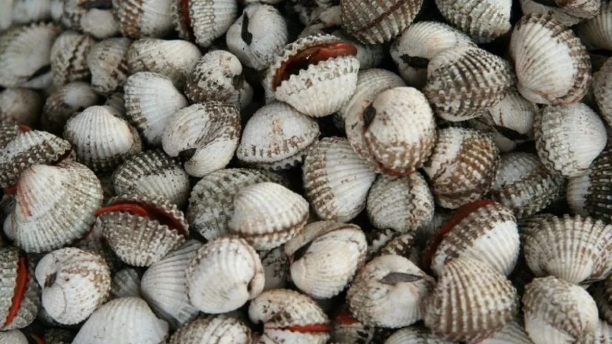 Takut Keracunan Kerang? Tenang, Ada 7 Jenis Kerang Laut yang Aman untuk Dinikmati