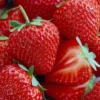 Siap-siap Ketagihan! Berikut 10 Jenis Strawberry yang Super Manis dan Menggoda