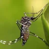 Bisa Menyebarkan dan Menularkan Penyakit Berbahaya , 5 Fakta Mengerikan Tentang Nyamuk Aedes Aegypti