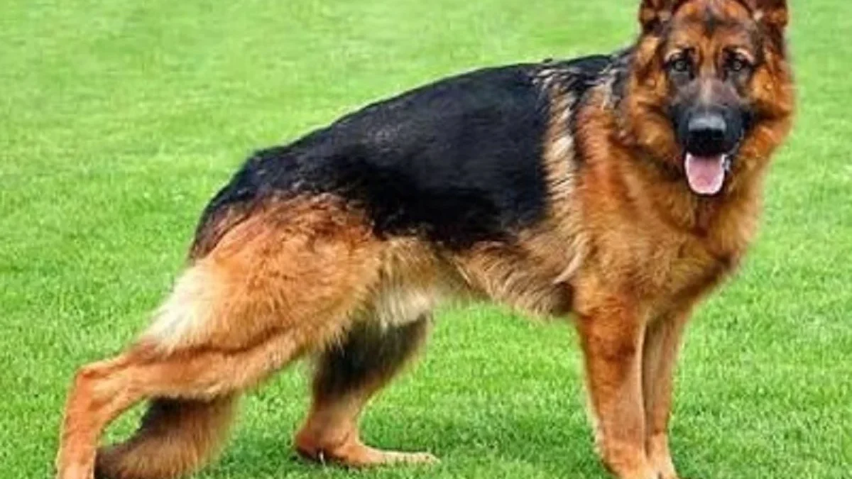 Biasa Menjadi Anjing Pelacak, 5 Fakta Mengenai Anjing Herder Anjing yang Sangat Kuat dan Tangguh 