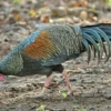 Belum Banyak yang Tahu, 4 Jenis Ayam Hutan yang Ada di Indonesia, Dan ada Juga hasil Persilangan nya 