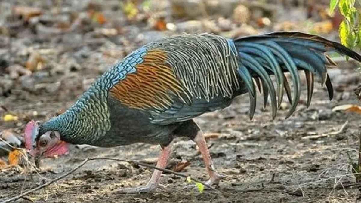 Belum Banyak yang Tahu, 4 Jenis Ayam Hutan yang Ada di Indonesia, Dan ada Juga hasil Persilangan nya 