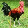 Bisa Berkokok Sangat Panjang, 5 Fakta Menarik Tentang Ayam Pelung, Jenis Ayam Khas Jawa Barat 