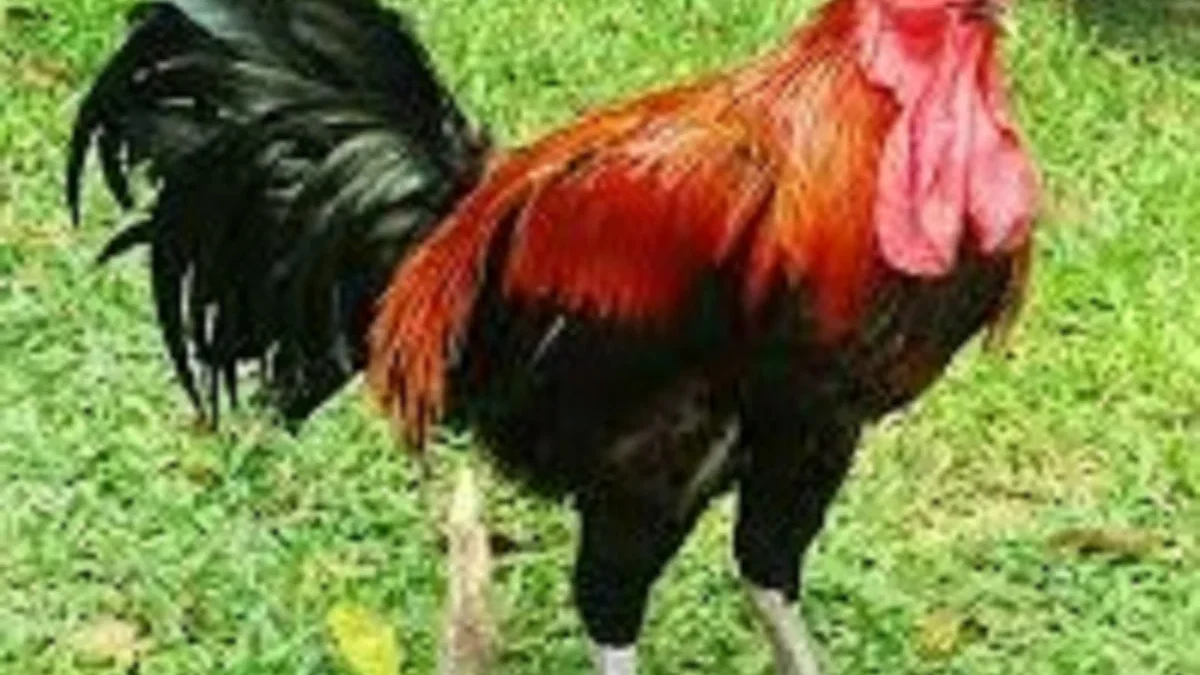 Bisa Berkokok Sangat Panjang, 5 Fakta Menarik Tentang Ayam Pelung, Jenis Ayam Khas Jawa Barat 