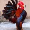 Sangat Kecil dan Lucu, 5 Fakta Menarik Tentang Ayam Serama, Ayam Kecil Namun Sangat Anggun 