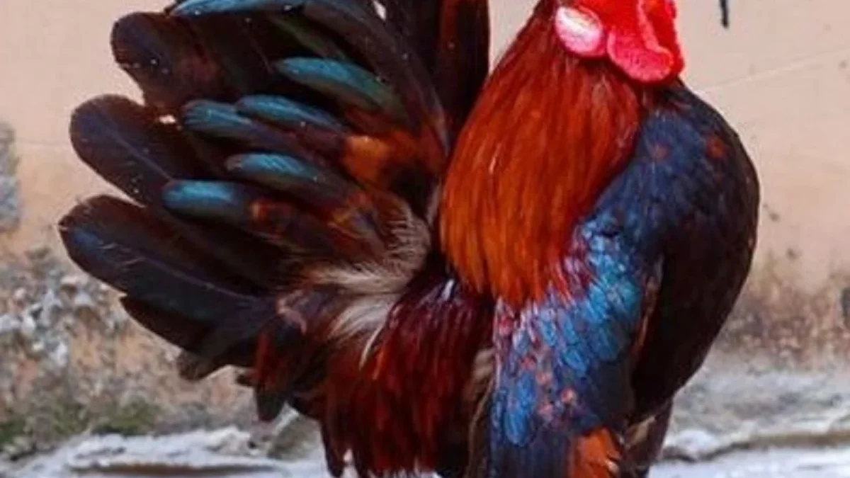 Sangat Kecil dan Lucu, 5 Fakta Menarik Tentang Ayam Serama, Ayam Kecil Namun Sangat Anggun 