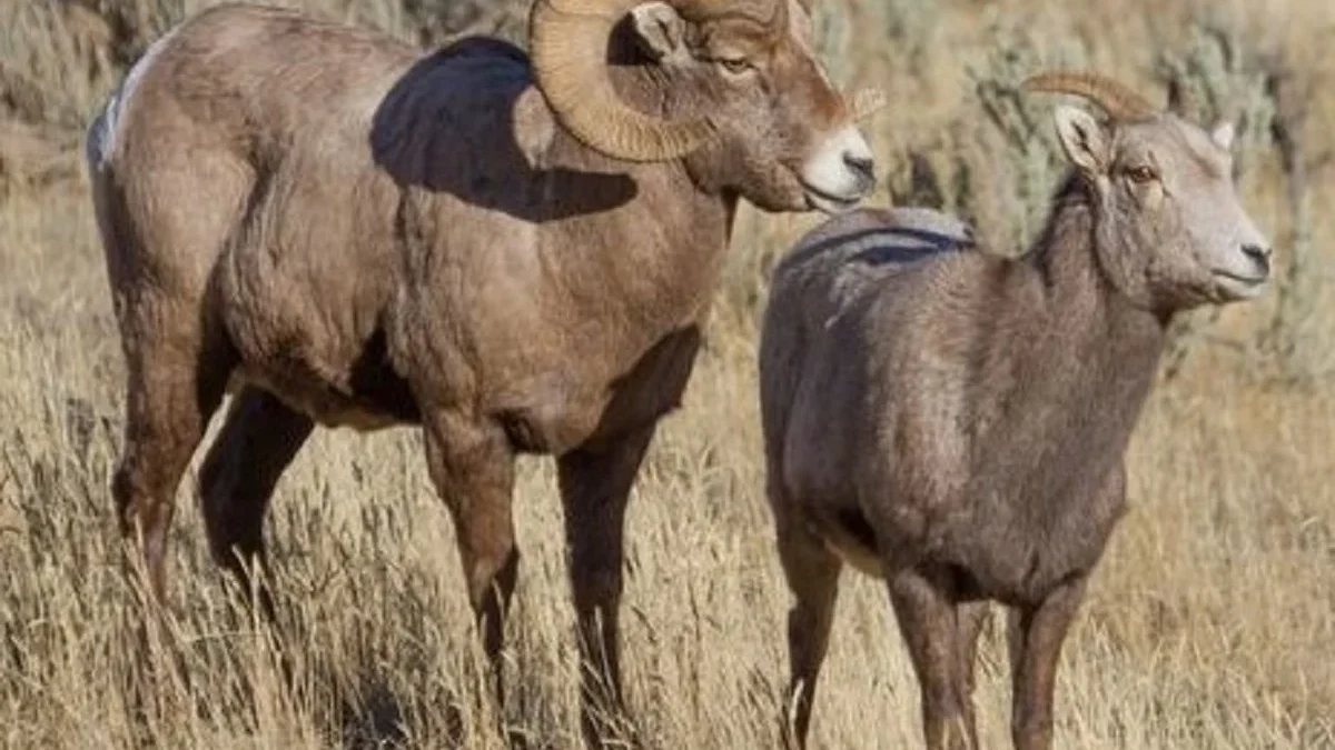 7 Fakta Domba Bighorn yang Sangat Agresif Apabila Musim Kawin Tiba 