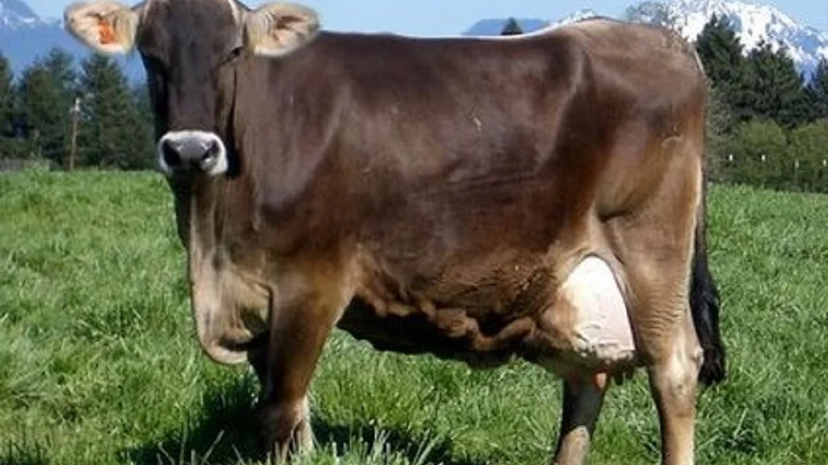 5 Fakta Menarik  tentang Sapi Brown Swiss, Sapi Penghasil Susu 