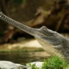 5 Fakta Tentang Buaya Gharial : Buaya Moncong Sempit Kini Keberadaannya yang Terancam Punah