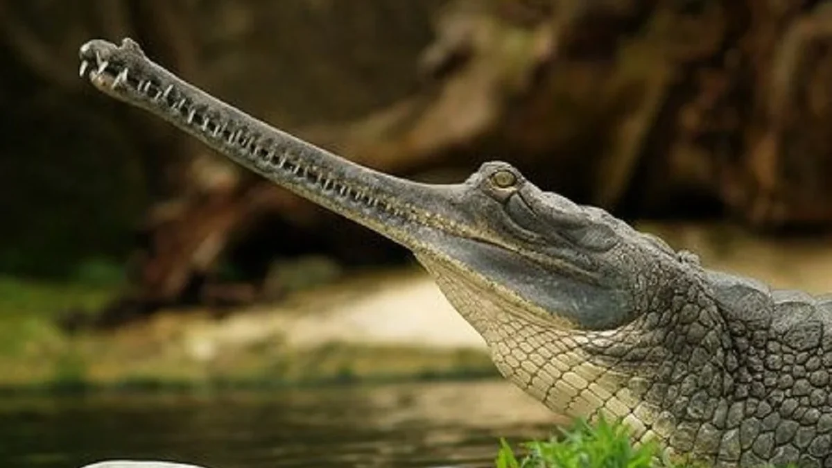 5 Fakta Tentang Buaya Gharial : Buaya Moncong Sempit Kini Keberadaannya yang Terancam Punah