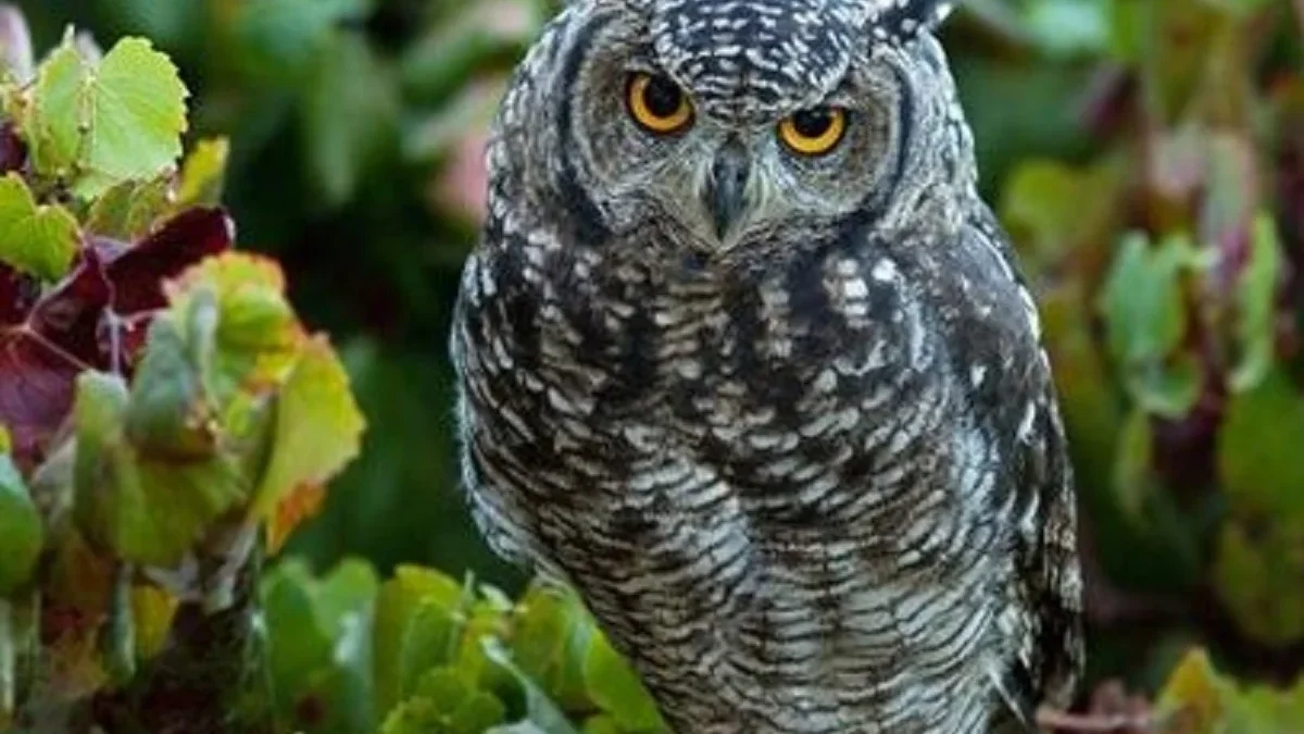 Dapat Melihat dengan jelas, 5 Fakta Menakjubkan Burung Hantu Si Pemburu Terbang Dengan Diam dan Penuh Misteri 