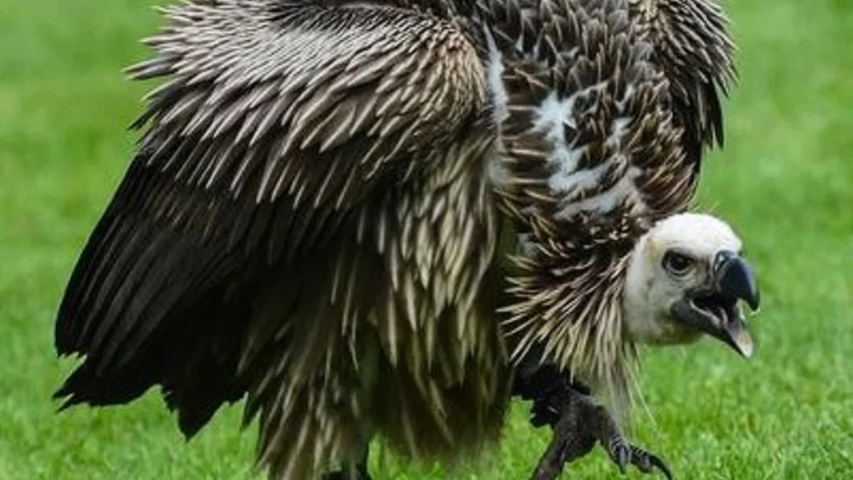 Si Pembersih, 5 Fakta Menarik Burung Hering, Si Pemakan Bangkai dan Pembersih yang Sangat Penting  