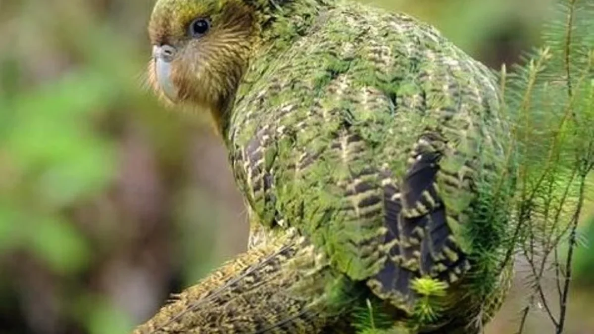 5 Fakta Menarik Burung Kakapo, Burung Endemik Asal Selandia Baru Tidak Bisa Terbang dan Hampir Punah 