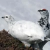 5 Fakta unik Burung Ptarmigan, Burung yang Sangat Unik Karena Bisa Merubah Warna Bulunya Sesuai Musim 