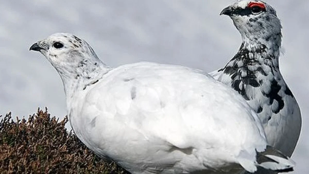 5 Fakta unik Burung Ptarmigan, Burung yang Sangat Unik Karena Bisa Merubah Warna Bulunya Sesuai Musim 