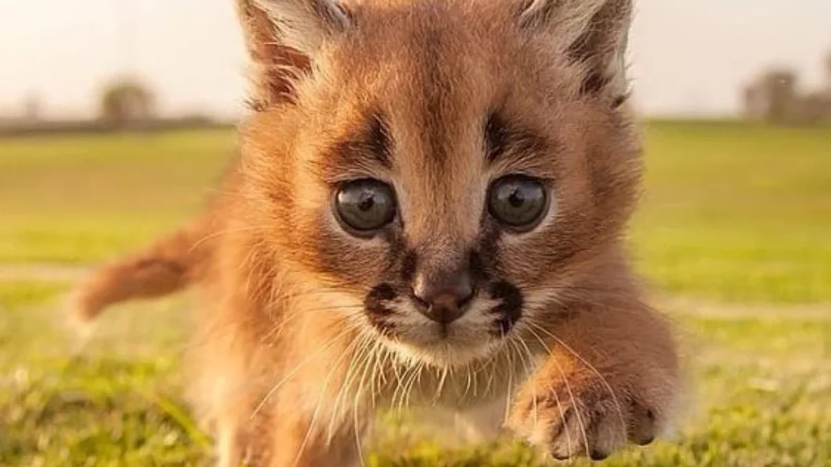 Hati-hati Terpesona! Berikut 7 Fakta Menakjubkan Kucing Caracal yang Bikin Kamu Jatuh Cinta