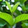 Rambut Sering Rontok, Ini Cara Mengatasi Rambut Rontok dengan Daun Jambu Biji