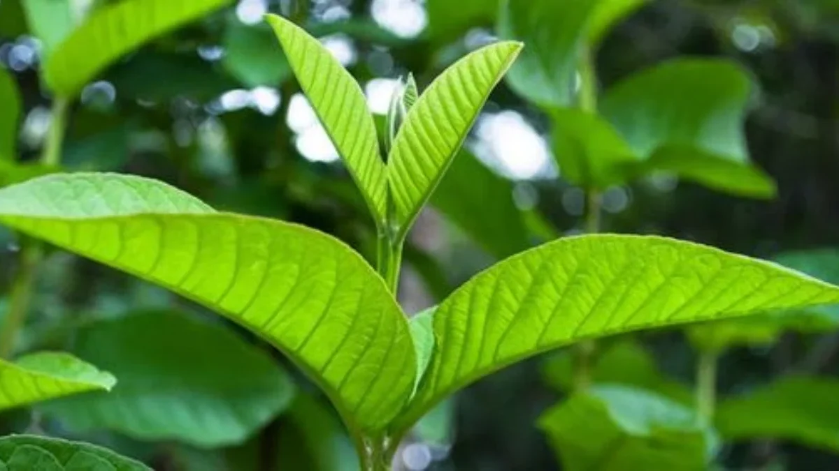 Rambut Sering Rontok, Ini Cara Mengatasi Rambut Rontok dengan Daun Jambu Biji