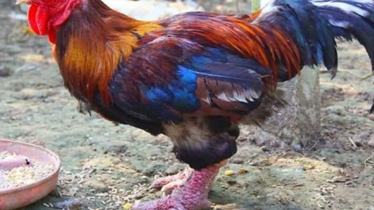 Memiliki Rasa yang Enak, 5 Fakta Menarik Tentang Dragon Chicken, Jenis Ayam yang Umum Menjadi Masakan Cina 