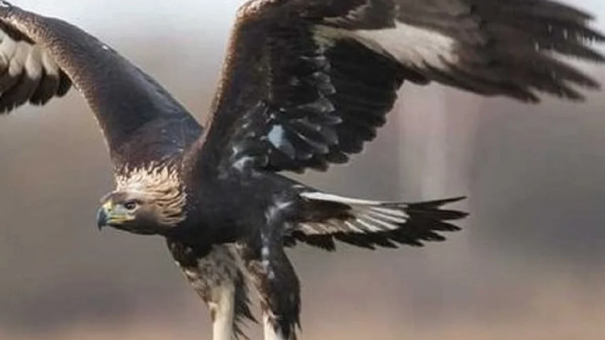 Bisa Terbang Dengan Sangat Cepat, 5 Burung Terbang Dengan Kecepatan Tinggi, Di Dunia 