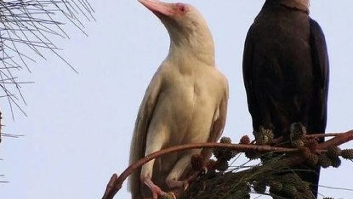 Hewan Pendendam, 5 Fakta Unik Burung Gagak, Burung Pembawa Sial Namun Cerdas 