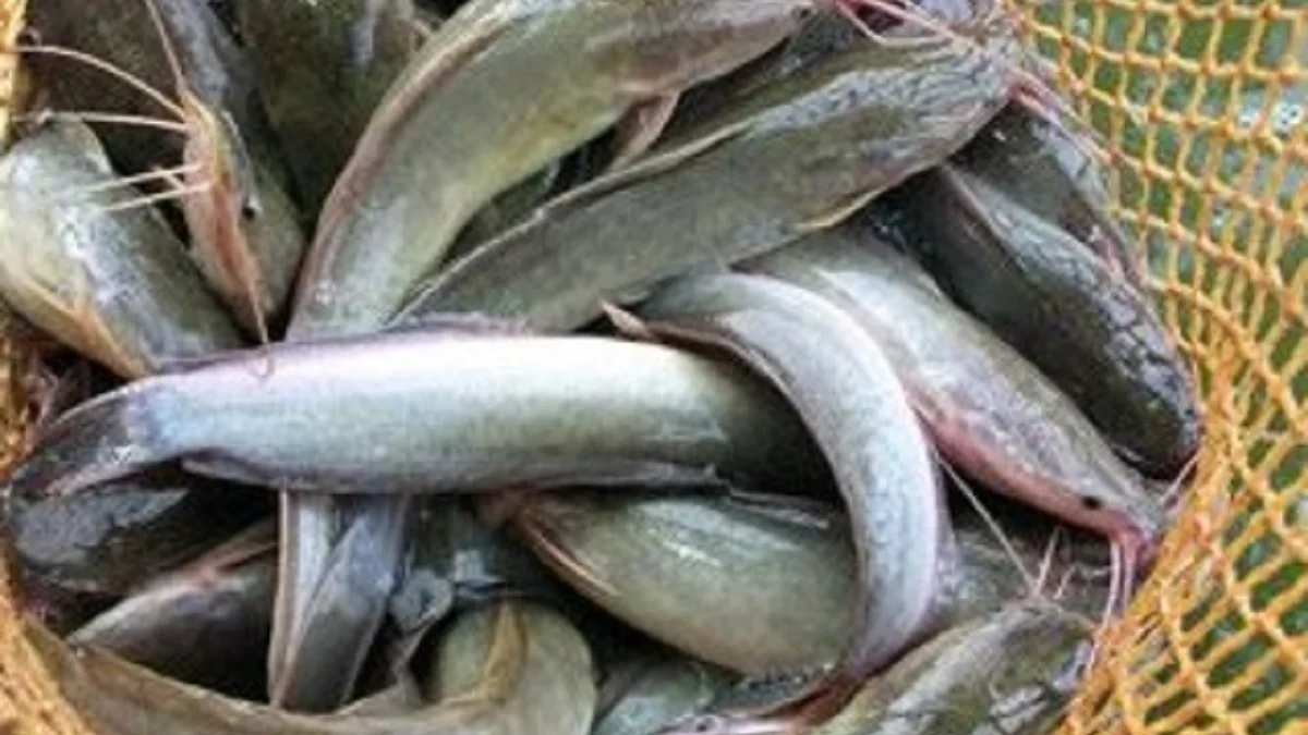 5 Fakta Tentang Ikan Lele Jawa, Jenis Ikan Lele yang Tersebar di Seluruh Jawa 