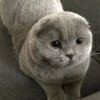 Menggemaskan, 5 Fakta Unik Kucing Scottish Fold, Si Gemoy Yang Memiliki Telinga Khas 