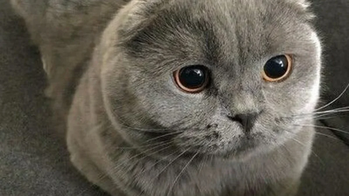 Menggemaskan, 5 Fakta Unik Kucing Scottish Fold, Si Gemoy Yang Memiliki Telinga Khas 