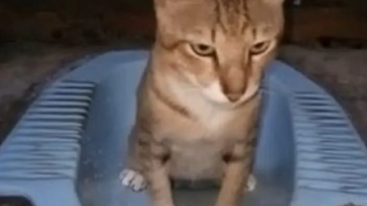 Belum Banyak diketahui, 3 Cara Memahami Bahasa Kucing, Agar Kamu Tahu Apa yang Kucing Kamu Minta 