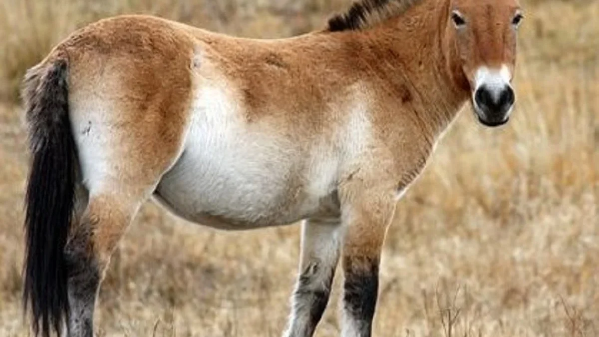 Masih Tersisa, 5 Fakta Menarik Kuda Prezewalski, Kuda Liar yang Masih Tersisa 