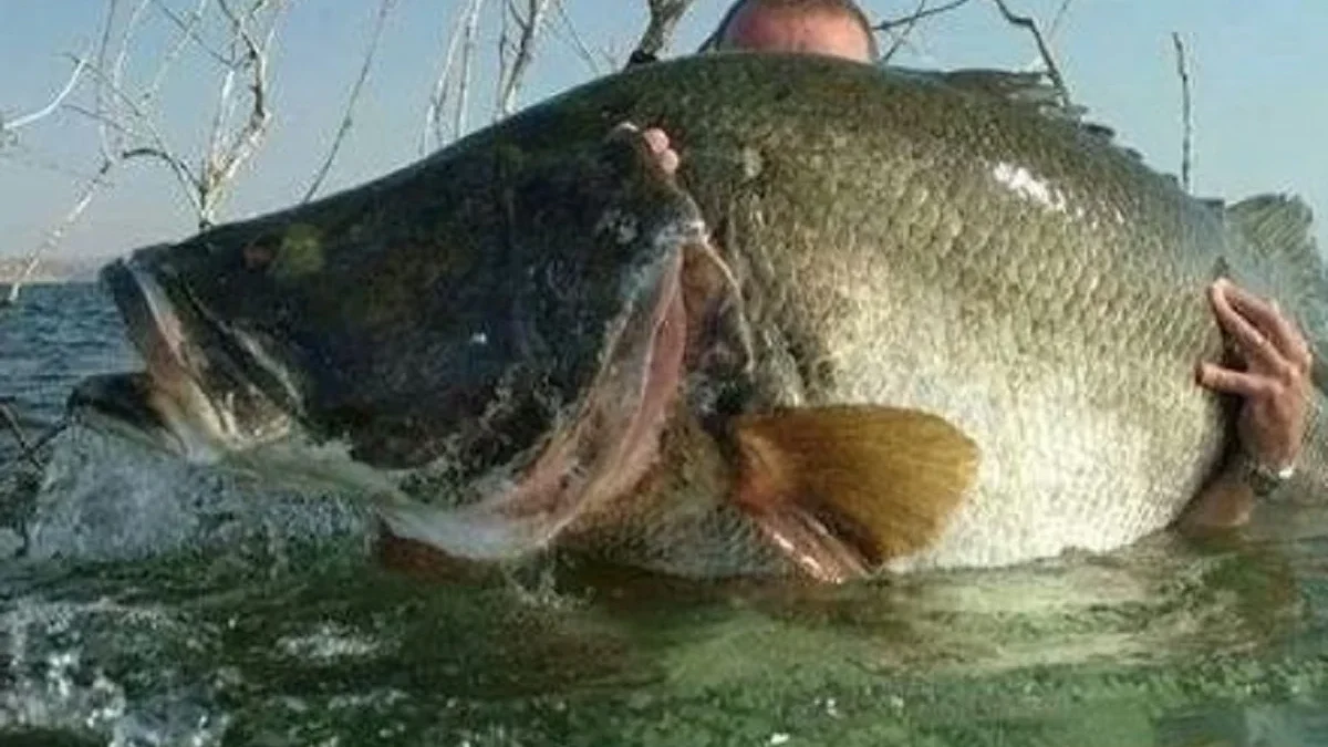 Memiliki Ukuran yang Besar dan Hidup Di Sungai Nil  Fakta Tentang Ikan Nile Perch 