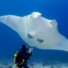 5 Fakta Tentang ikan Pari manta, Jenis Ikan Pari yang Sangat Senang Bermigrasi Jauh