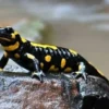 Sangat Unik dan Menarik, 5 Fakta Mengenai Tentang Lake Patzcuaro Salamander, Hewan Endemik di Danau Patzcuaro 