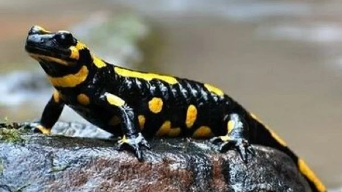 Sangat Unik dan Menarik, 5 Fakta Mengenai Tentang Lake Patzcuaro Salamander, Hewan Endemik di Danau Patzcuaro 