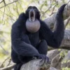 Memiliki Suara yang Sangat Khas, 4 Fakta Menarik Tentang Symphalangus Syndactylus atau Siamang 