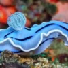 Sangat Indah dan Menarik, 5 Fakta Menarik Tentang Nudibranch, Jenis Siput Laut yang Memiliki Warna yang Cerah 