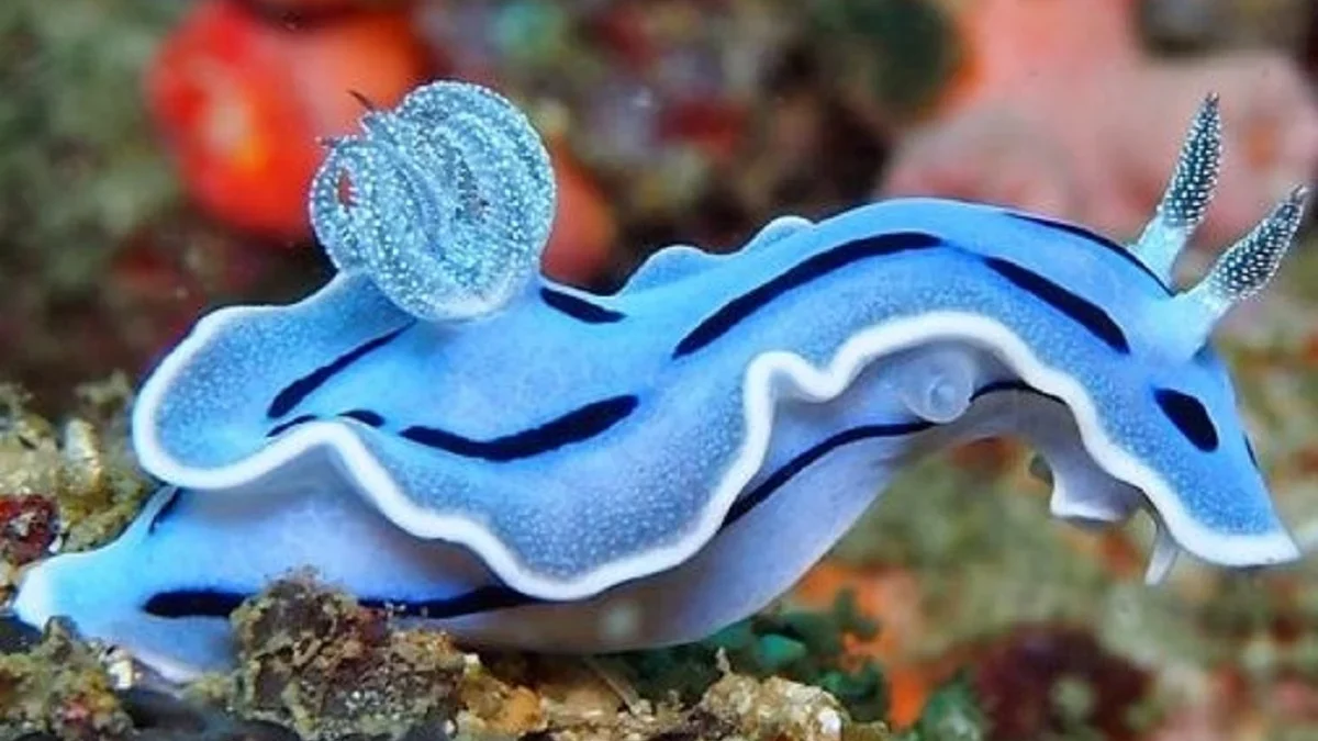 Sangat Indah dan Menarik, 5 Fakta Menarik Tentang Nudibranch, Jenis Siput Laut yang Memiliki Warna yang Cerah 