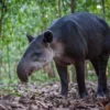 Seperti Hewan Campuran, 5 Fakta Unik Tapir, Hewan Dengan Visualisasi yang Unik 