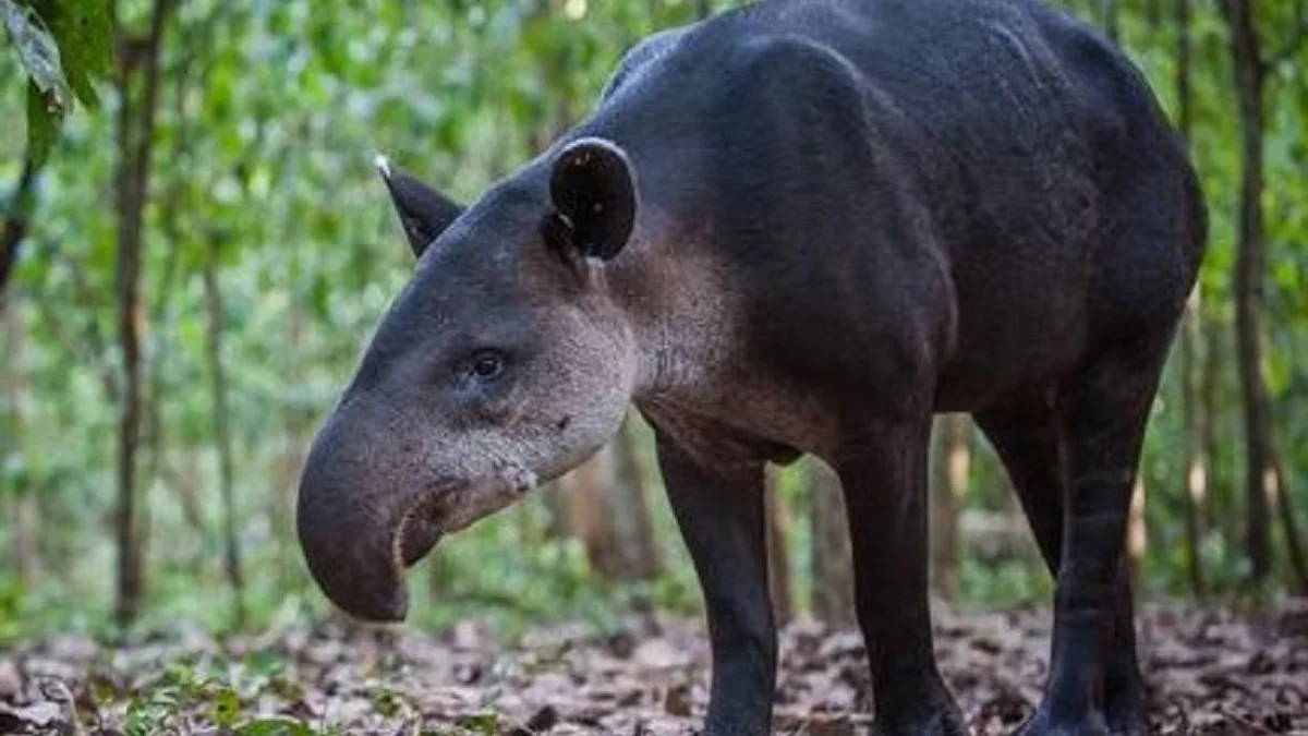 Seperti Hewan Campuran, 5 Fakta Unik Tapir, Hewan Dengan Visualisasi yang Unik 