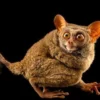 Memilki Mata yang Besar 5 Fakta Tentang Tarsius, Primata Terkecil di Dunia dan Juga Sangat Langka