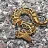 Beda Dari yang Lain 5 Fakta Menarik Tentang Borneo Short Tailed Python, Jenis Ular Python Terpendek 