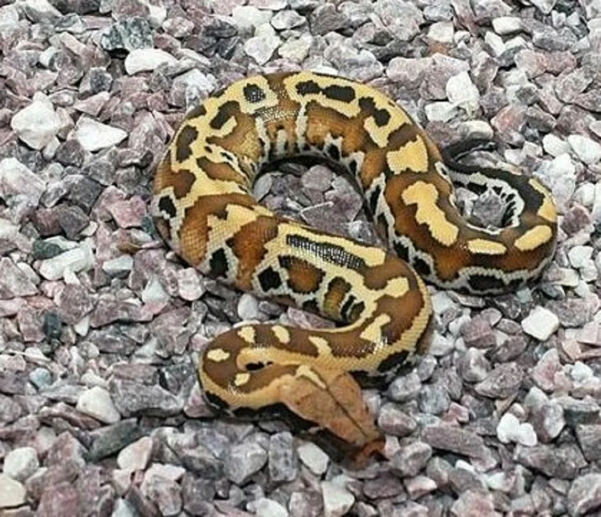 Beda Dari yang Lain 5 Fakta Menarik Tentang Borneo Short Tailed Python ...