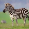 Mempunyai Belang yang Sangat Unik, 5 Fakta Unik Kuda Zebra, Hewan yang Memiliki Pola Garis yang Berbeda 