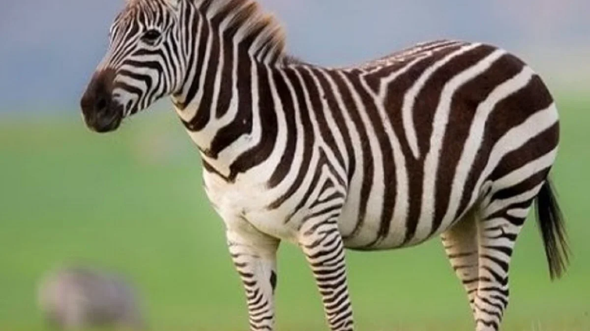 Mempunyai Belang yang Sangat Unik, 5 Fakta Unik Kuda Zebra, Hewan yang Memiliki Pola Garis yang Berbeda 