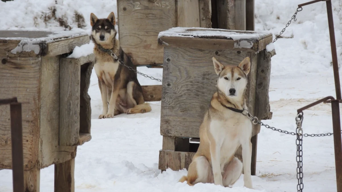 Mengenal Anjing Alaska Mulai dari Sejarah, Karakteristik, dan Perawatannya