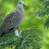 Cara Memilih Makanan Burung Deruk yang Bisa Memberikan Nutrisi Terbaik