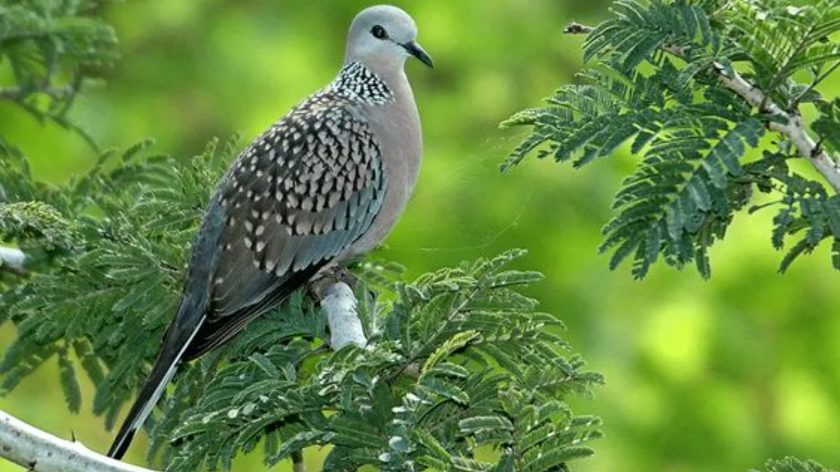 Cara Memilih Makanan Burung Deruk yang Bisa Memberikan Nutrisi Terbaik